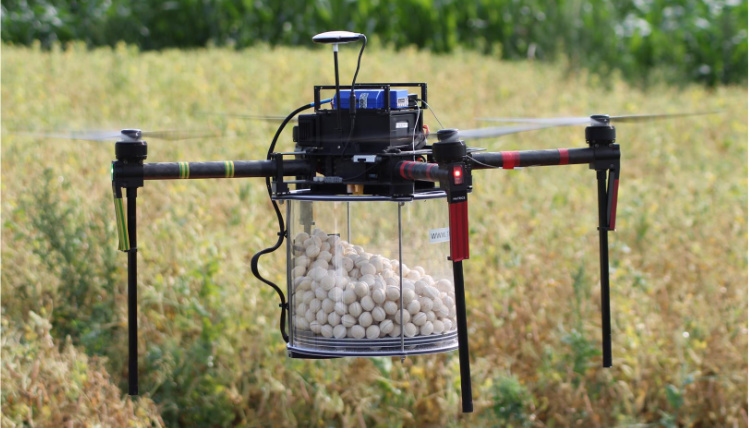 Poldrony pomagają w ochronie kukurydzy przed omacnicą prosowianką Widoczny z bliska dron unoszący się w powietrzu, do którego od dołu podczepiony jest plastikowy pojemnik z białymi kuleczkami w środku. W tle widoczna jest trawa.