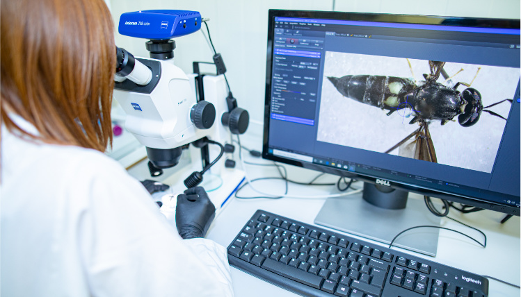 Larwy o wysokiej zawartości białka wzbogacają paszę dla zwierząt Laboratorium. Przy biurku siedzi kobieta ubrana w biały kitel i spogląda przez mikroskop. Na monitorze stojącym obok wyświetla się podgląd na badany okaz. Jest to skrzydlaty owad.